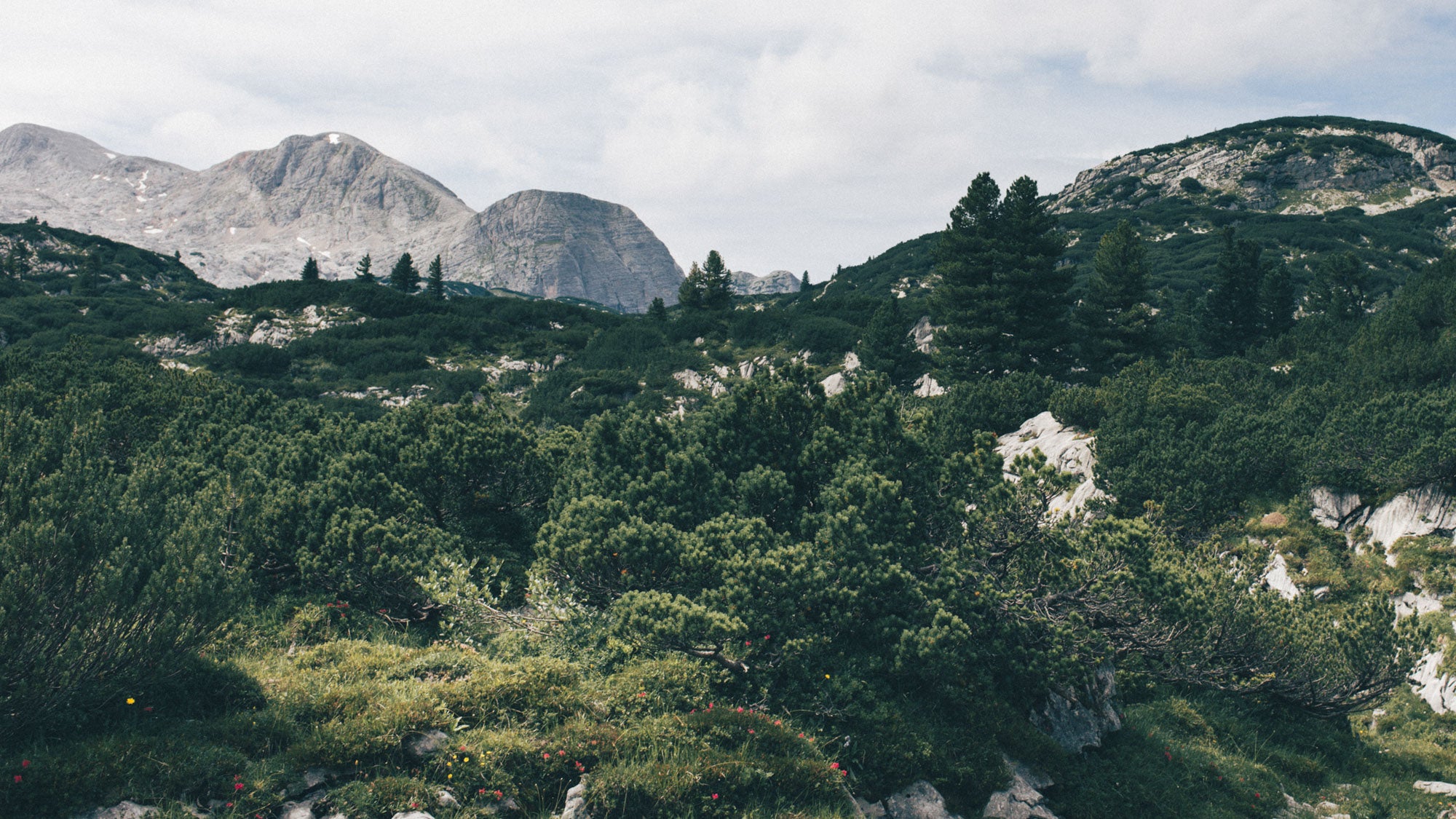 Stimmungsvolle Landschaftsaufnahme mit Zirbenbäumen und Bergkulisse